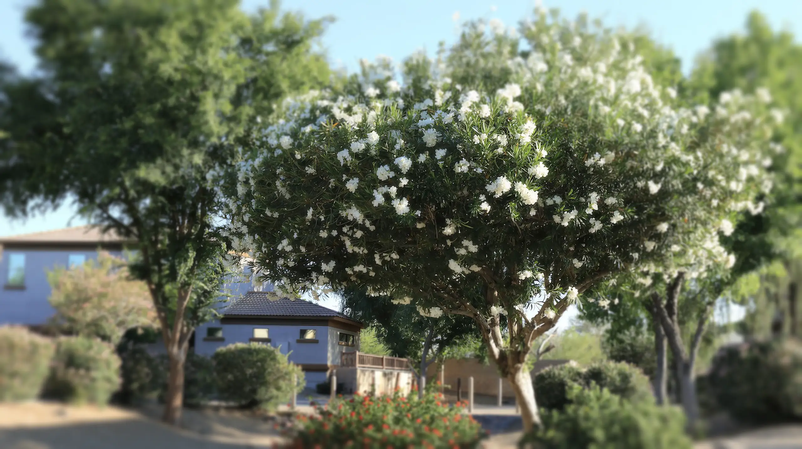 Tree Experts In Az